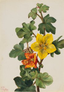 Mexikói Fremontia (Fremontodendron mexicanum) alkotó: Mary Vaux Walcott