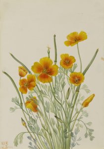 Mexikói mák (Eschscholtzia mexicana) alkotó: Mary Vaux Walcott