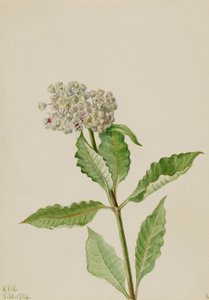 Tejfű (Ascelpias) alkotó: Mary Vaux Walcott