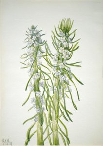 Bányász gyertya (Oreocarya virgata) alkotó: Mary Vaux Walcott