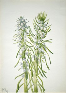 Bányászgyertya Oreocarya virgata, 1937 alkotó: Mary Vaux Walcott