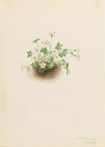 Ködlány (Romanzoffia sitchensis) alkotó: Mary Vaux Walcott