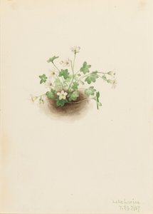 Ködlány Romanzoffia sitchensis, 1907.