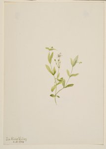 Moehringia laberiflora alkotó: Mary Vaux Walcott