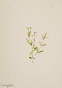 Moehringia laberiflora, 1904. alkotó: Mary Vaux Walcott