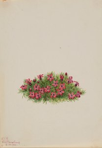 Moss Campion Silene acaulis, 1924. alkotó: Mary Vaux Walcott