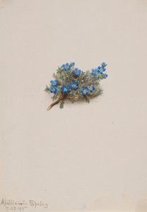 Moha Felejtsd el a nefelejcset (Eritichum elongatum) alkotó: Mary Vaux Walcott