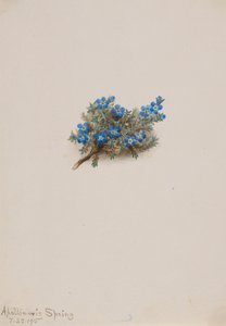 Moha nefelejcs Eritichum elongatum, 1915. alkotó: Mary Vaux Walcott