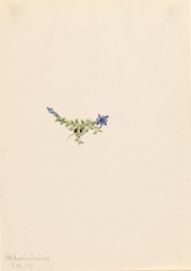 Moha Gentian (Gentiana prostrata) alkotó: Mary Vaux Walcott