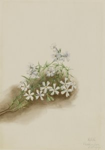 Moha rózsaszín (Phlox subulate) alkotó: Mary Vaux Walcott