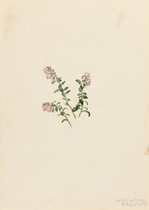 Hegyi áfonya (Vaccinium vitisidaea minus) alkotó: Mary Vaux Walcott
