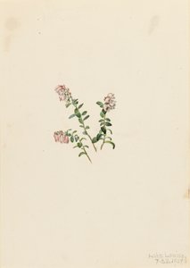 Hegyi áfonya Vaccinium vitisidaea minus, 1907. alkotó: Mary Vaux Walcott