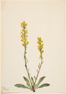 Hegyi aranyvessző (Solidago oreophila) alkotó: Mary Vaux Walcott