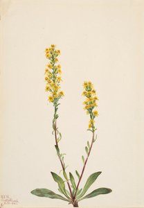 Mountain Goldenrod Solidarity Oreophila, alkotó: Mary Vaux Walcott