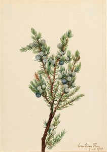 Hegyi boróka (Juniperus sibirica) alkotó: Mary Vaux Walcott