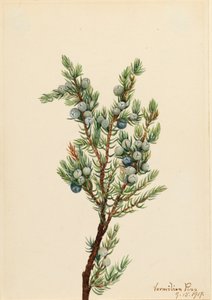 Hegyi boróka Juniperus sibirica, 1917. alkotó: Mary Vaux Walcott