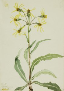 Gyászoló földikutya (Senecio lugens) alkotó: Mary Vaux Walcott