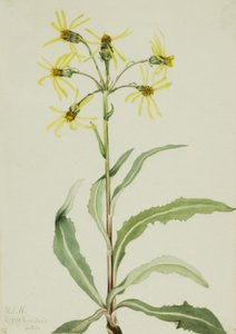 Gyászhely Senecio lugens, 1921. alkotó: Mary Vaux Walcott