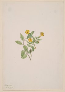 Pézsmavirág (Mimulus moschatus) alkotó: Mary Vaux Walcott