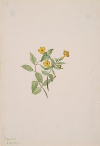 Pézsmavirág Mimulus moschatus, 1911. alkotó: Mary Vaux Walcott