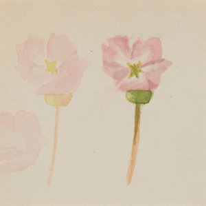 "Az első festményem" alkotó: Mary Vaux Walcott