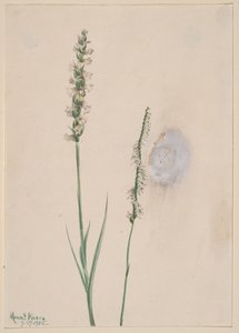 Bólintó hölgyek-Tresses Ibidium cernum, 1905.
