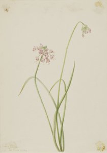 Bóbiskoló hagyma (Allium cernuum) alkotó: Mary Vaux Walcott