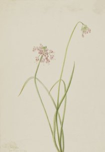 Rógasztóhagyma Allium cernuum, 1901. alkotó: Mary Vaux Walcott