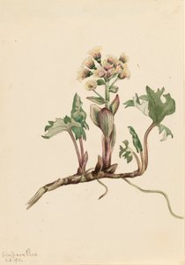 Northern Butterbur Petasites hyperboreus, 1916. alkotó: Mary Vaux Walcott
