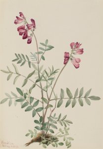 Északi Hedysarum (Hedysarum boreale) alkotó: Mary Vaux Walcott