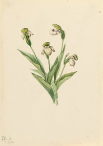 Északi női papucs (Cypripedium passerinum) alkotó: Mary Vaux Walcott