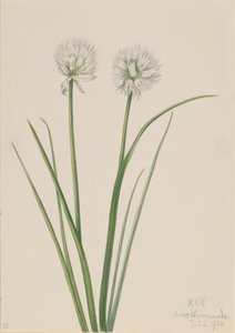 Északi hagyma Allium sibiricum, 1920. alkotó: Mary Vaux Walcott