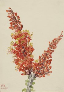 Ocotillo Fouquieria splendens, 1927 alkotó: Mary Vaux Walcott