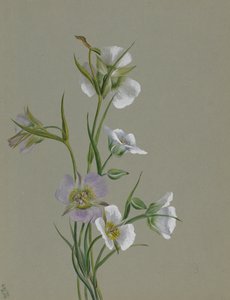 Útban az emlékműhöz, 1881. alkotó: Mary Vaux Walcott
