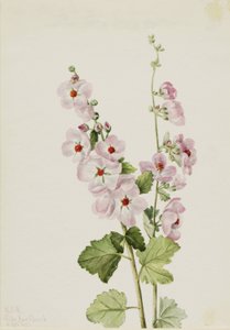 Narancssárga szemű gömbvirág (Sphaeralcea davidsonii) alkotó: Mary Vaux Walcott