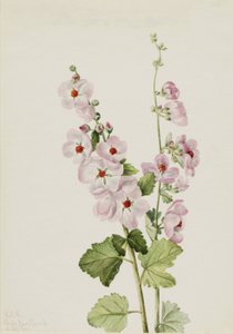 Narancsszemű globemallow Sphaeralcea davidsonii, 1926 alkotó: Mary Vaux Walcott