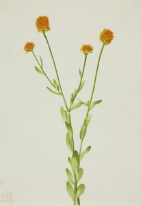 Narancssárga Polygala (Polygala lutea) alkotó: Mary Vaux Walcott