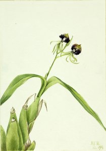 Orchidea (Epidendrum cochleatum) alkotó: Mary Vaux Walcott