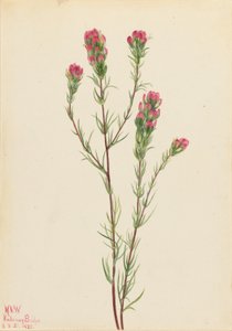 Bagoly-lóhere (Orthocarpus tenuifolius) alkotó: Mary Vaux Walcott