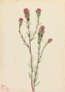 Bagolylóhere Orthocarpus tenuifolius, 1923. alkotó: Mary Vaux Walcott