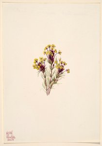Bagoly lóhere (Orthocarpus erianthus) alkotó: Mary Vaux Walcott