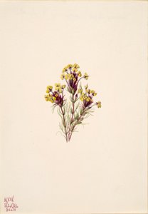 Bagolylóhere Orthocarpus erianthus, 1935. alkotó: Mary Vaux Walcott