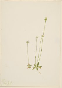 Oxytropis aepicola alkotó: Mary Vaux Walcott