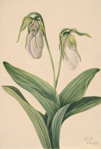 Sápadt hölgy papucs Cypridedium acaule, 1919. alkotó: Mary Vaux Walcott
