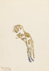 Halvány Pinesup Hypopitic Amerika, 1917. alkotó: Mary Vaux Walcott