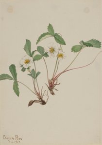 Halvány eper (Fragaria glauca) alkotó: Mary Vaux Walcott