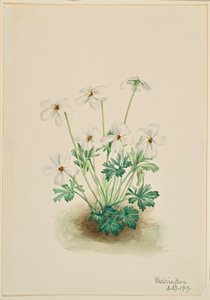 Vörös Ibolya (Viola pedata) alkotó: Mary Vaux Walcott