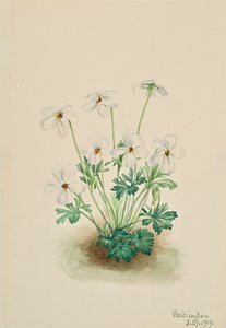 Pansy Violet Viola futófelület, 1919. alkotó: Mary Vaux Walcott