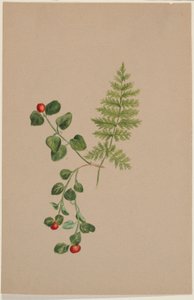 Fürtösbogár (Mitchella repens) alkotó: Mary Vaux Walcott
