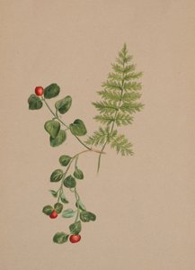 Partridgeberry Mitchella repens, kb. 1883. alkotó: Mary Vaux Walcott